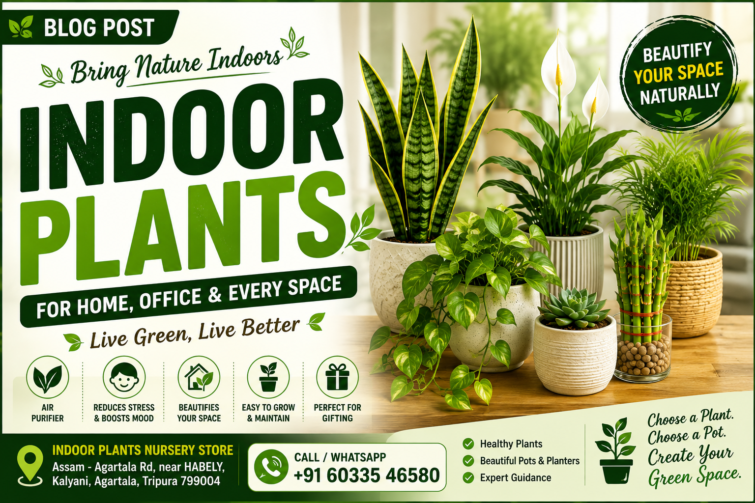 Bring Nature Home: Your Guide to Indoor Plants in Agartala