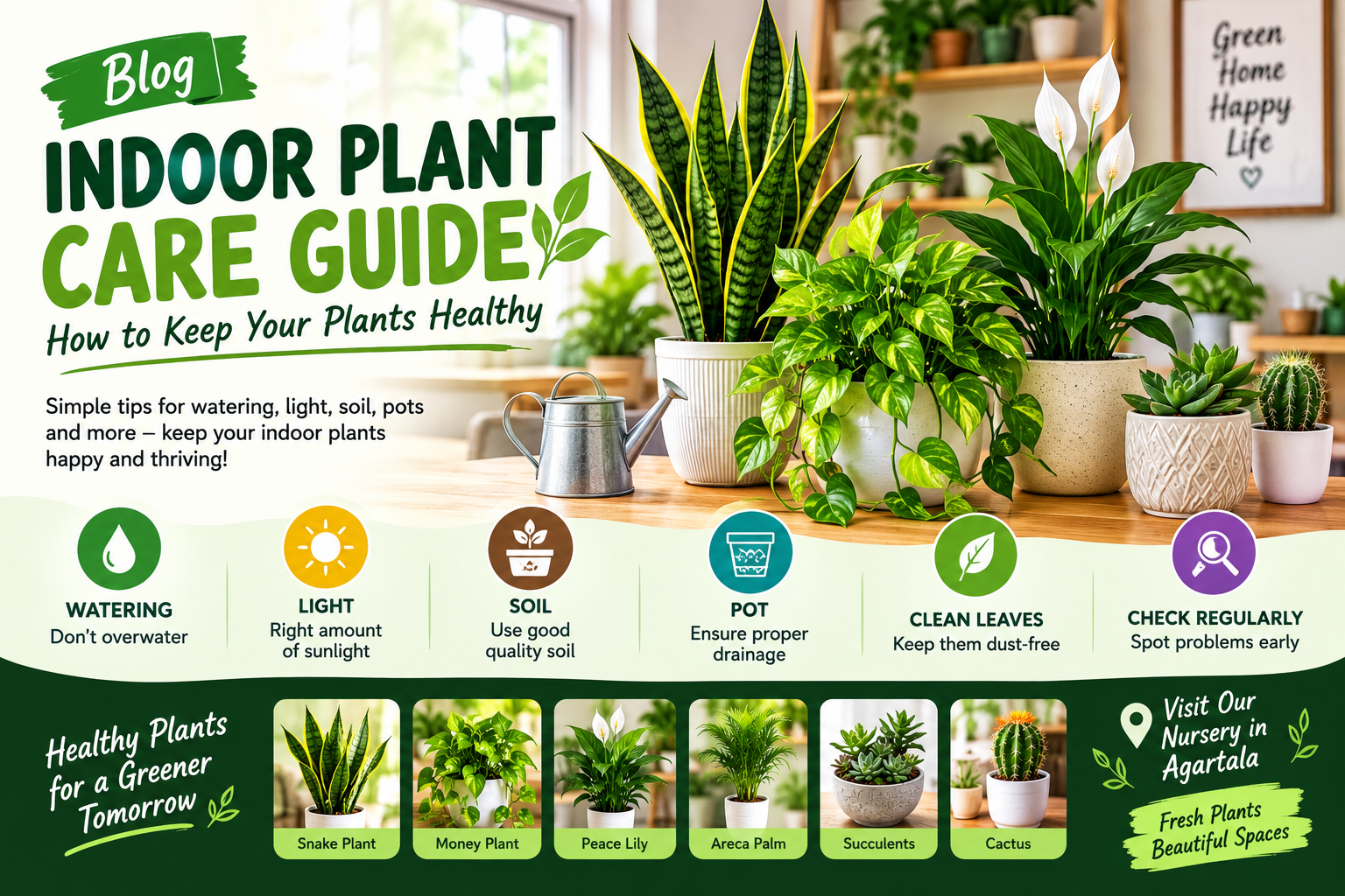Indoor Plant Care Guide: How to Keep Your Plants Healthy